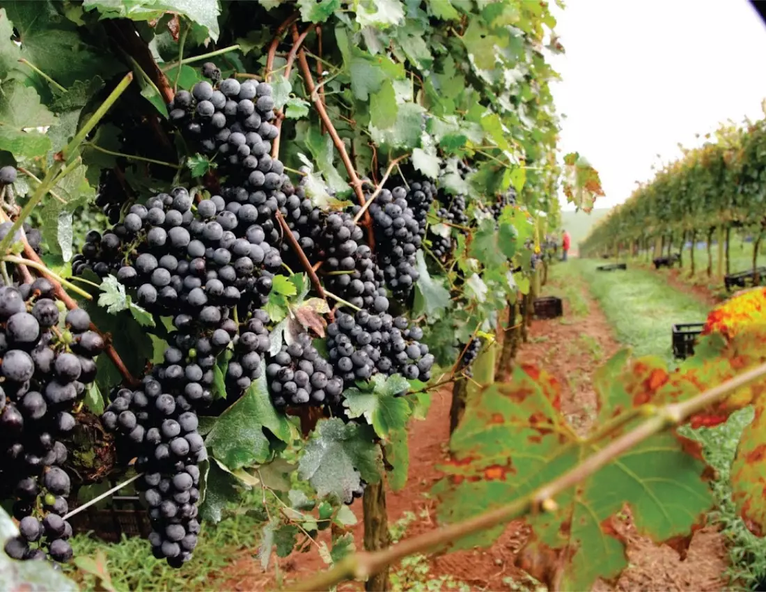 AnyConv.com__Design sem nome (9)